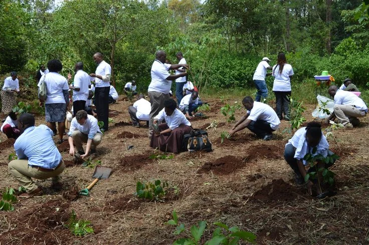 “Community tree planting as part of environmental conservation programs shaping social behavior”